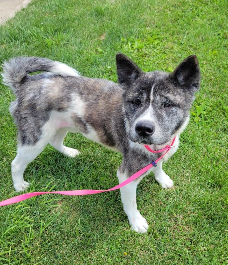 Willy, a ADOPTABLE mixed breed in Lisbon, OH image 4/4