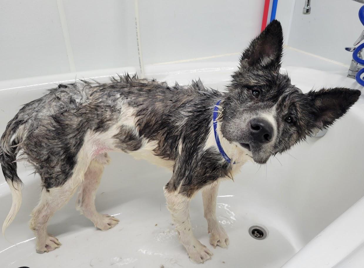 Willy, a ADOPTABLE mixed breed in Lisbon, OH image 2/4