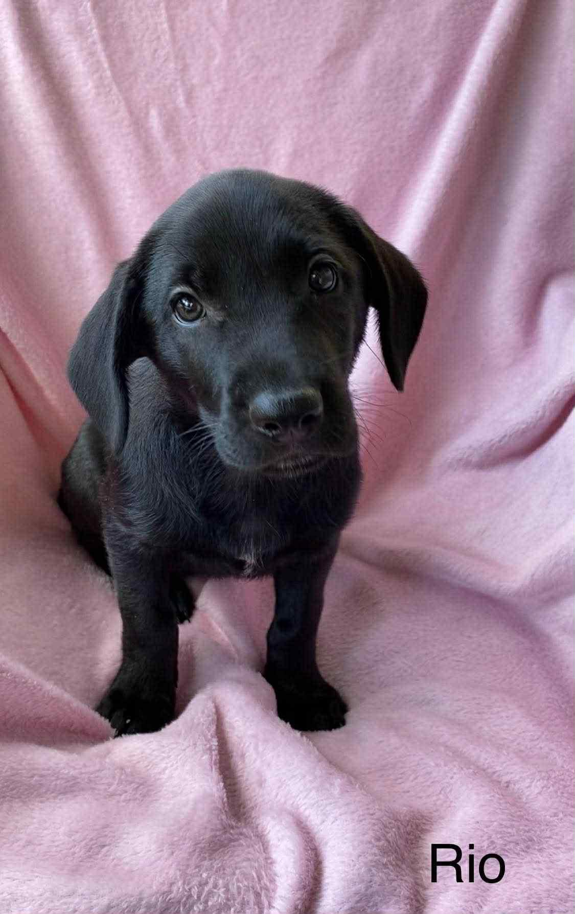Rio, Baby Female Labrador Retriever
