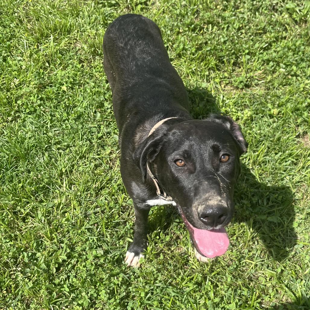 Pepsi, Adoptable, Young Female Labrador Retriever & Anatolian Shepherd.