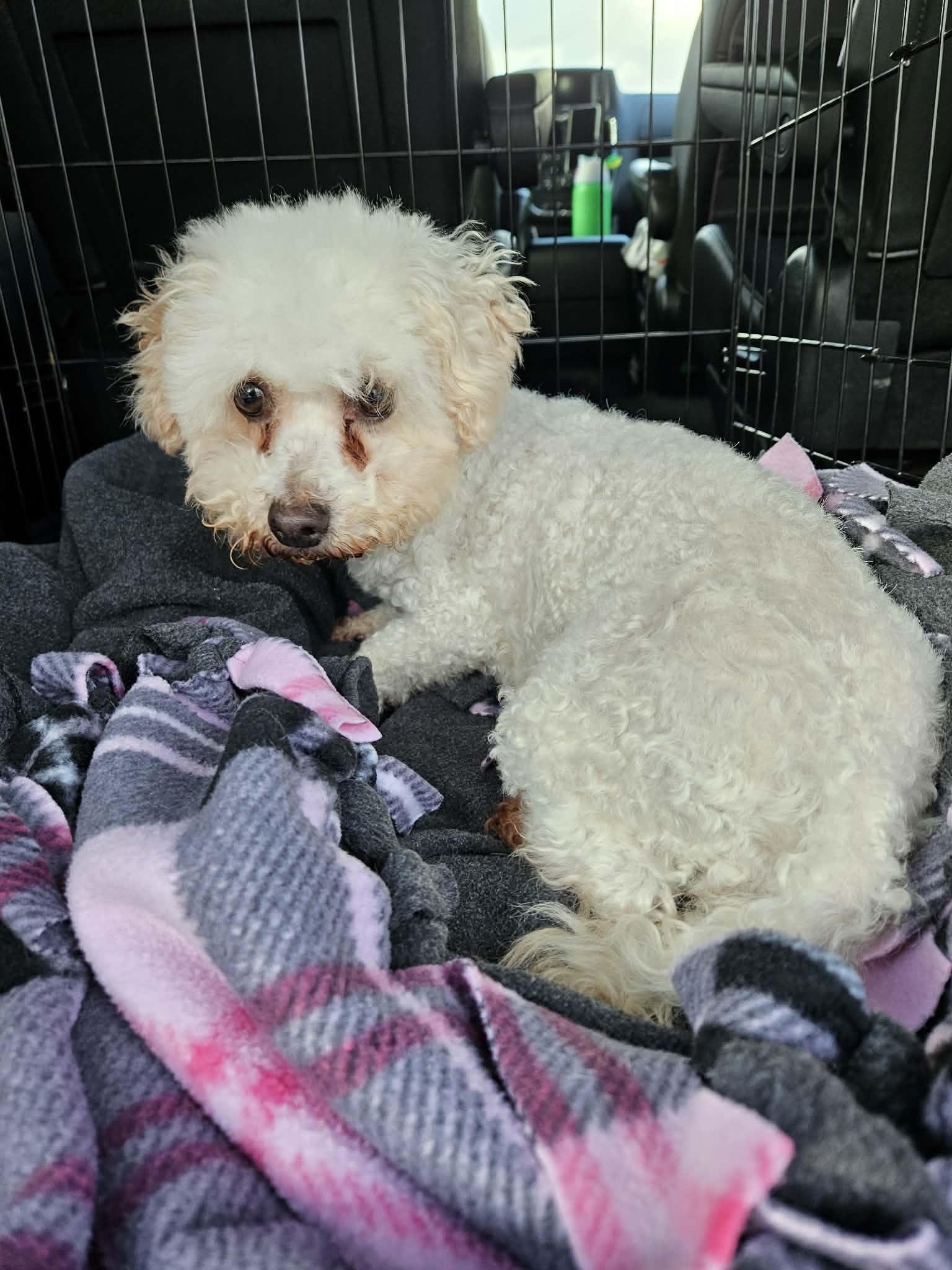Dee Dee, a ADOPTABLE Bichon Frise in Kansas City, MO image 2/5
