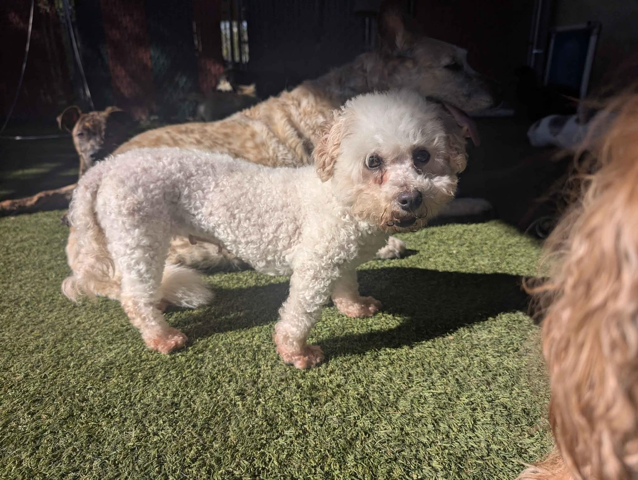 Dee Dee, a ADOPTABLE Bichon Frise in Kansas City, MO image 1/5