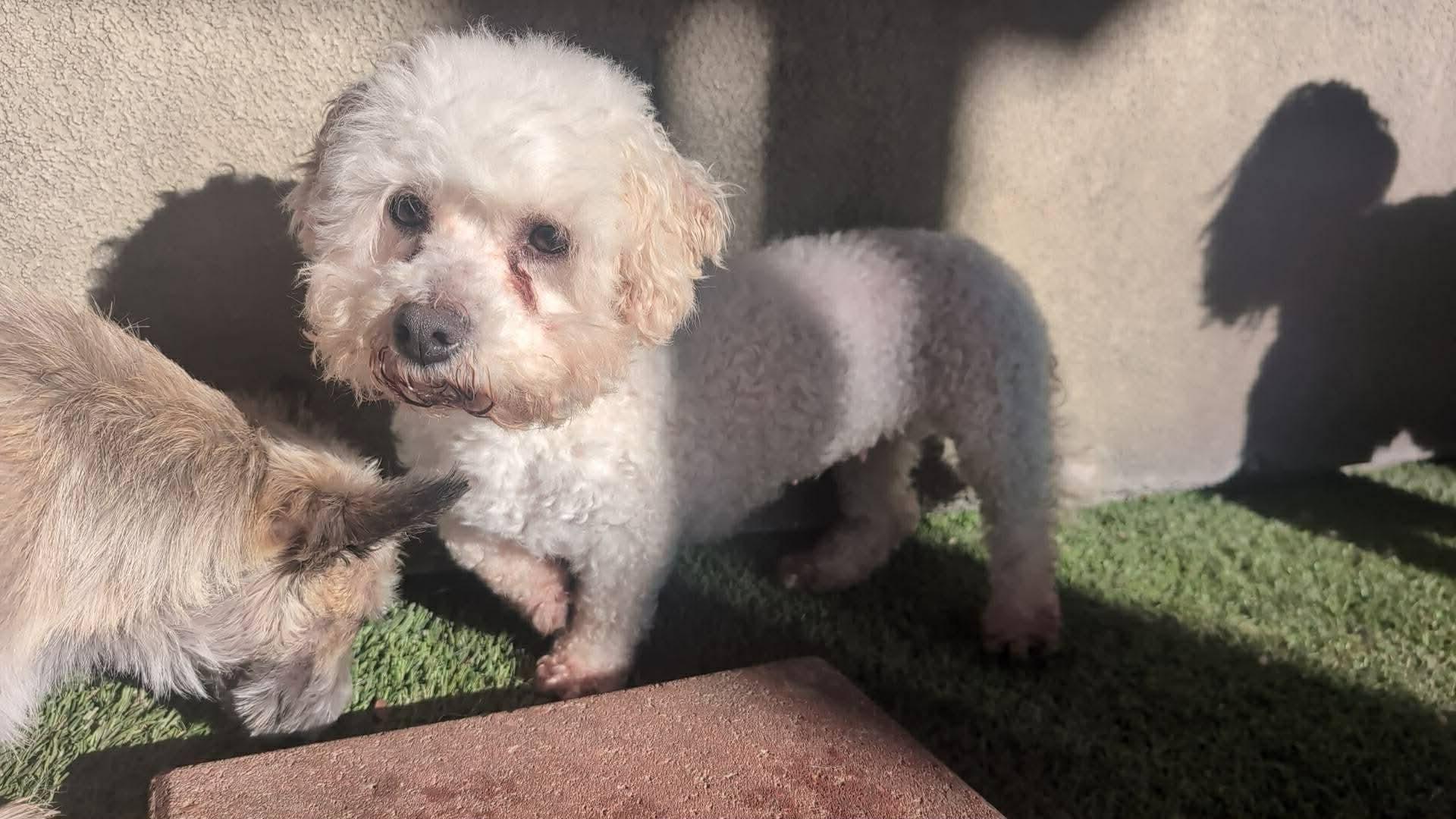 Dee Dee, a ADOPTABLE Bichon Frise in Kansas City, MO image 5/5