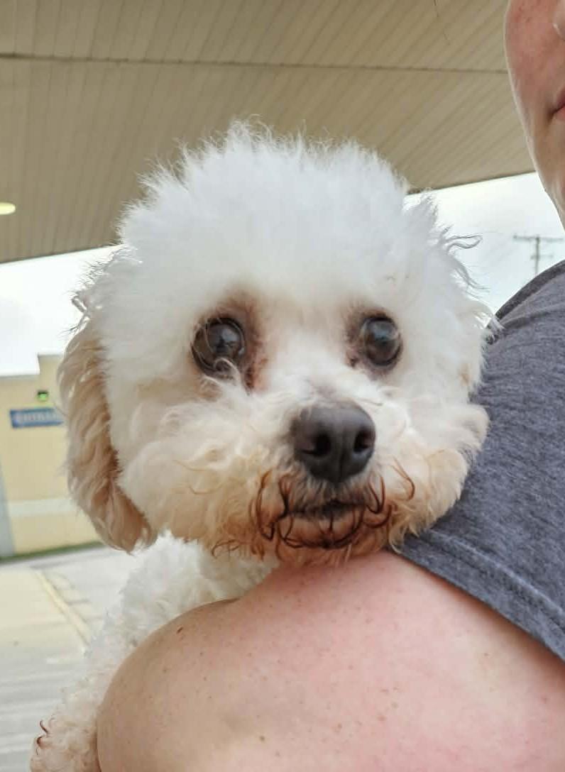Dee Dee, a ADOPTABLE Bichon Frise in Kansas City, MO image 4/5