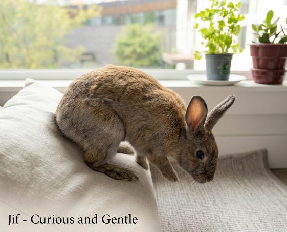 Enlarge Jif, a Adoptable American in CARNATION, WA image 2/2