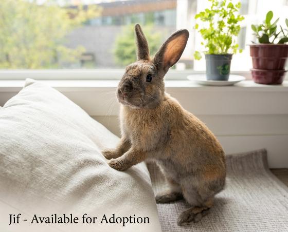 Jif, Adoptable, Young Male American.