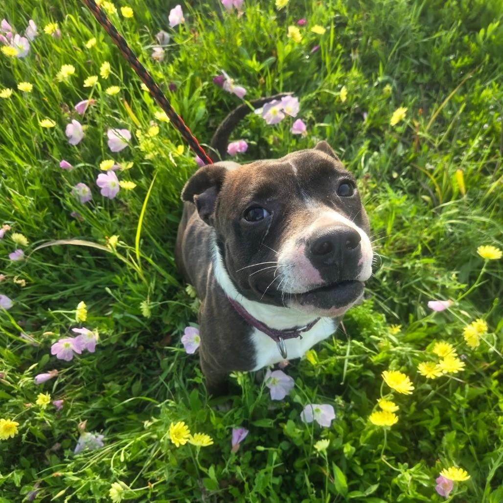 Enlarge Pretty, a ADOPTABLE Pit Bull Terrier in Anderson, TX image 1/1