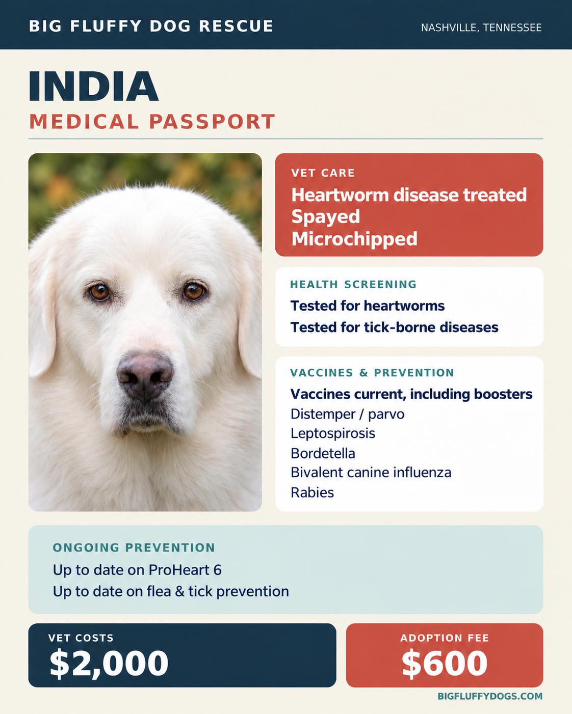 Enlarge India, a Adoptable mixed breed in Oshkosh, WI image 4/4