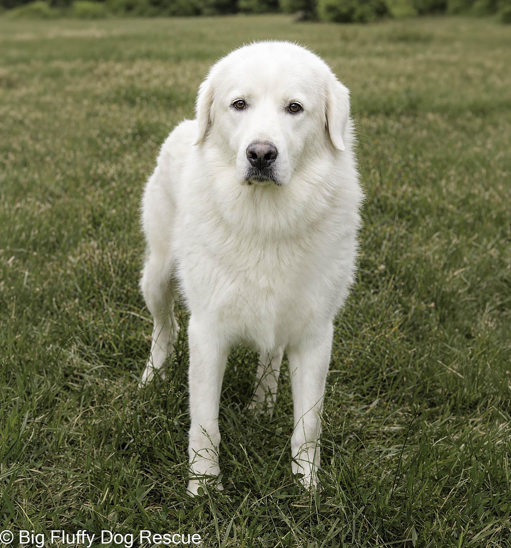 Enlarge India, a Adoptable mixed breed in Oshkosh, WI image 3/4