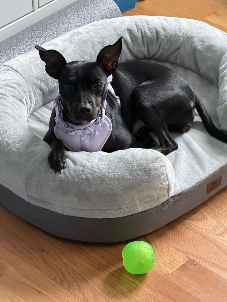 Savvy, Adoptable, Adult Female Manchester Terrier.