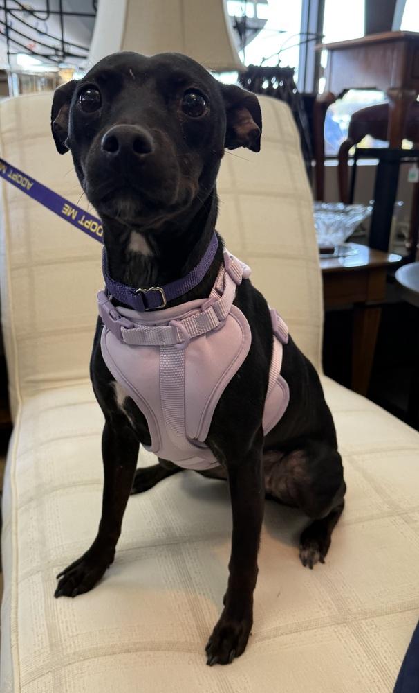 Savvy, a Adoptable mixed breed in Mundelein, IL image 2/6