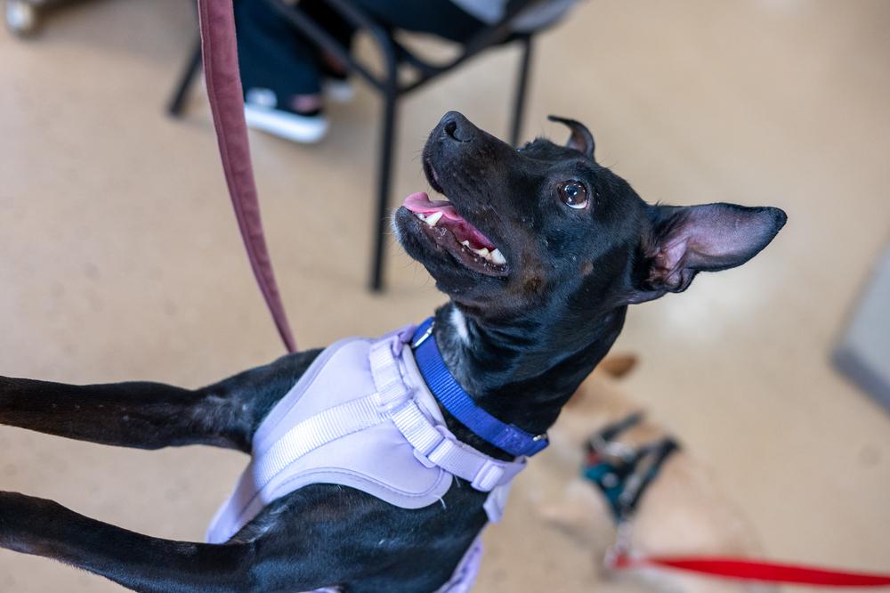 Enlarge Savvy, a Adoptable mixed breed in Mundelein, IL image 4/6