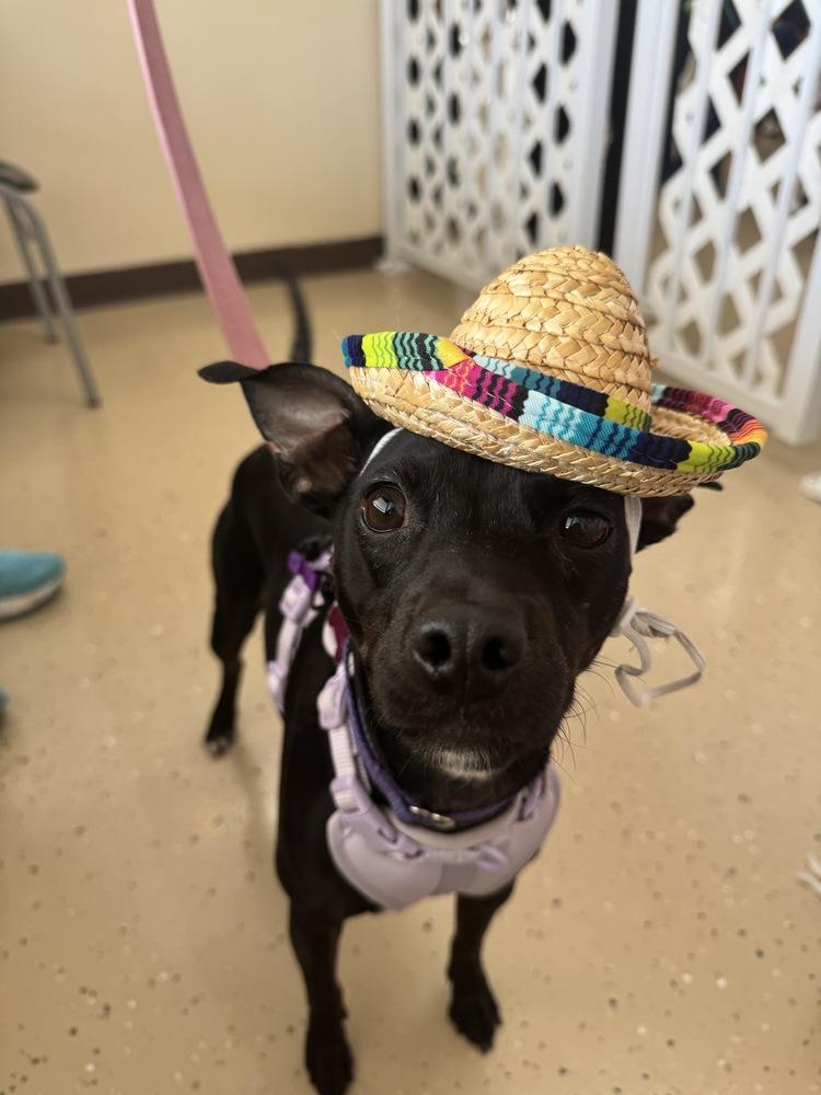 Savvy, a Adoptable mixed breed in Mundelein, IL image 4/6