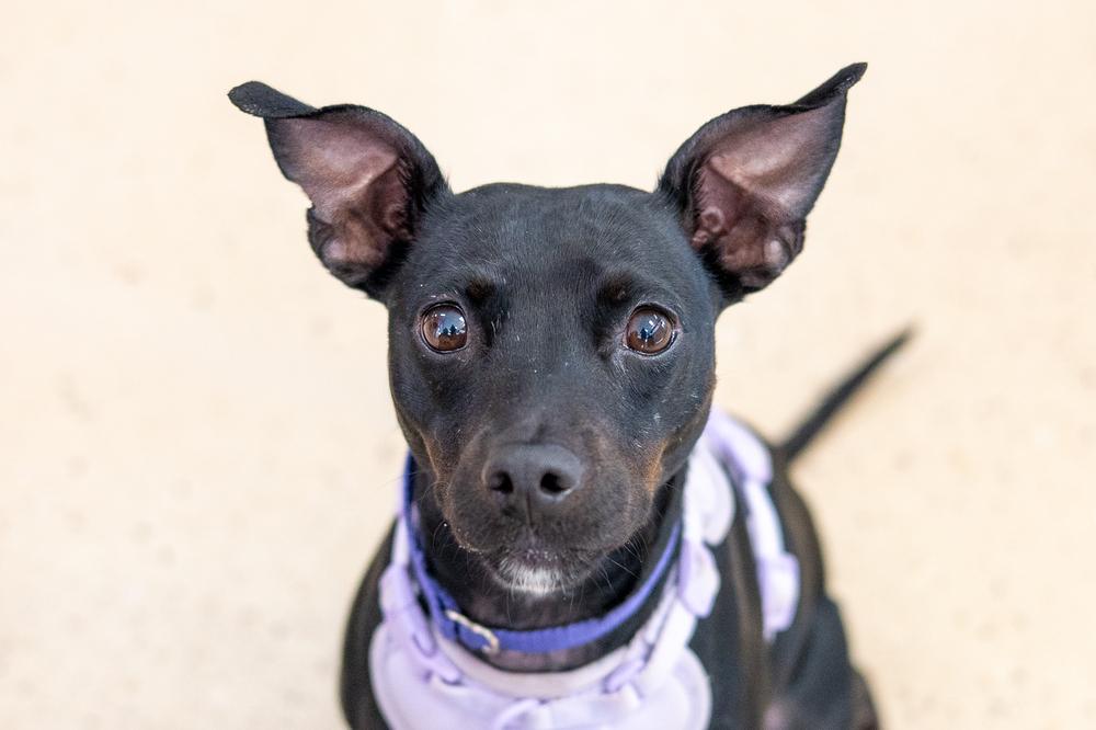 Savvy, a Adoptable mixed breed in Mundelein, IL image 5/6