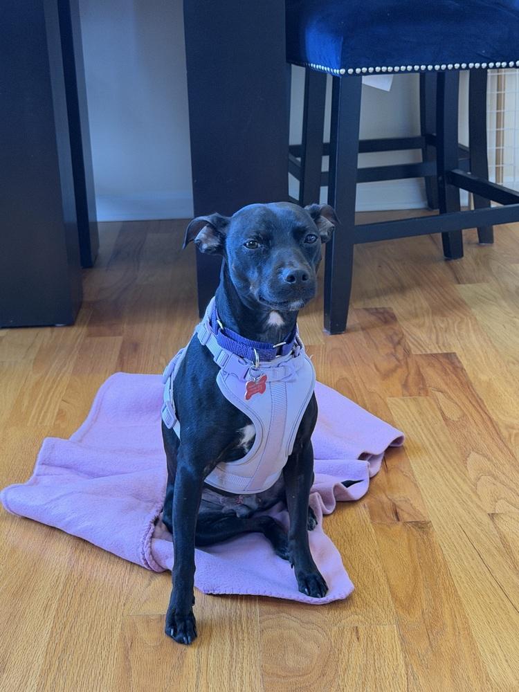 Savvy, a Adoptable mixed breed in Mundelein, IL image 6/6