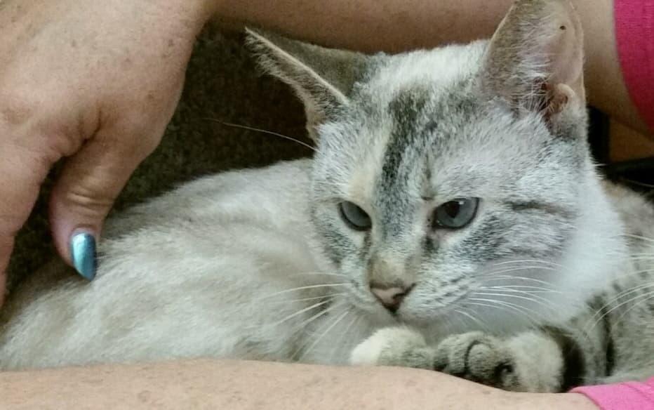 Enlarge Poe, a Adopted mixed breed in Cincinnati, OH image 1/1