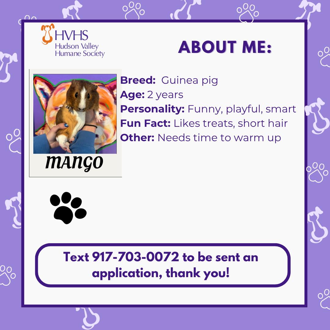 Enlarge MANGO, a ADOPTABLE mixed breed in Pomona, NY image 2/2
