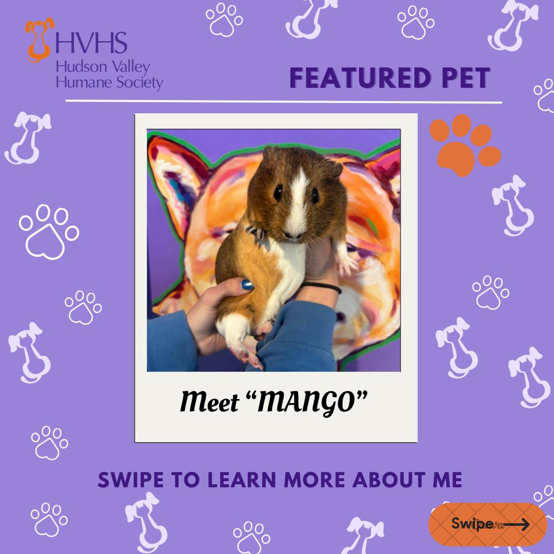 MANGO, ADOPTABLE, Adult Female Guinea Pig.