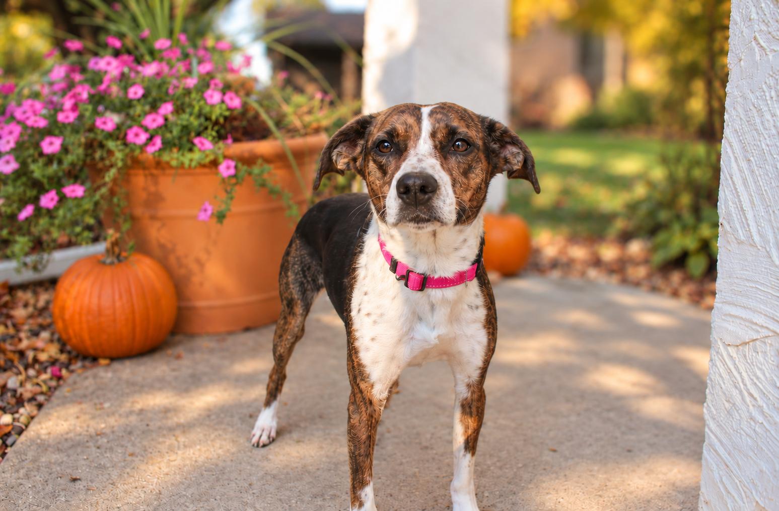 Enlarge Lucee, a Adoptable mixed breed in Mankato, MN image 1/3
