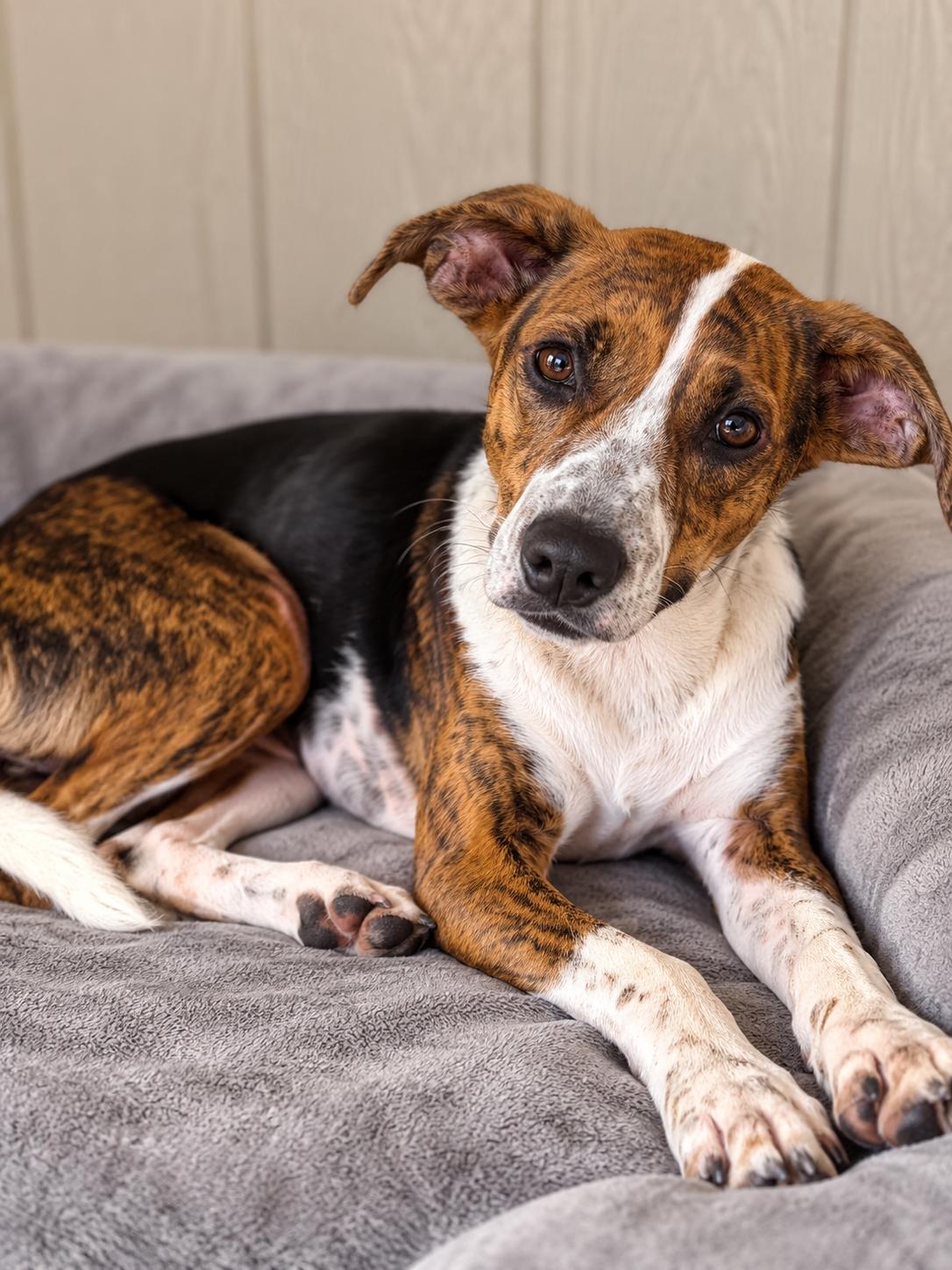 Enlarge Lucee, a Adoptable mixed breed in Mankato, MN image 2/3