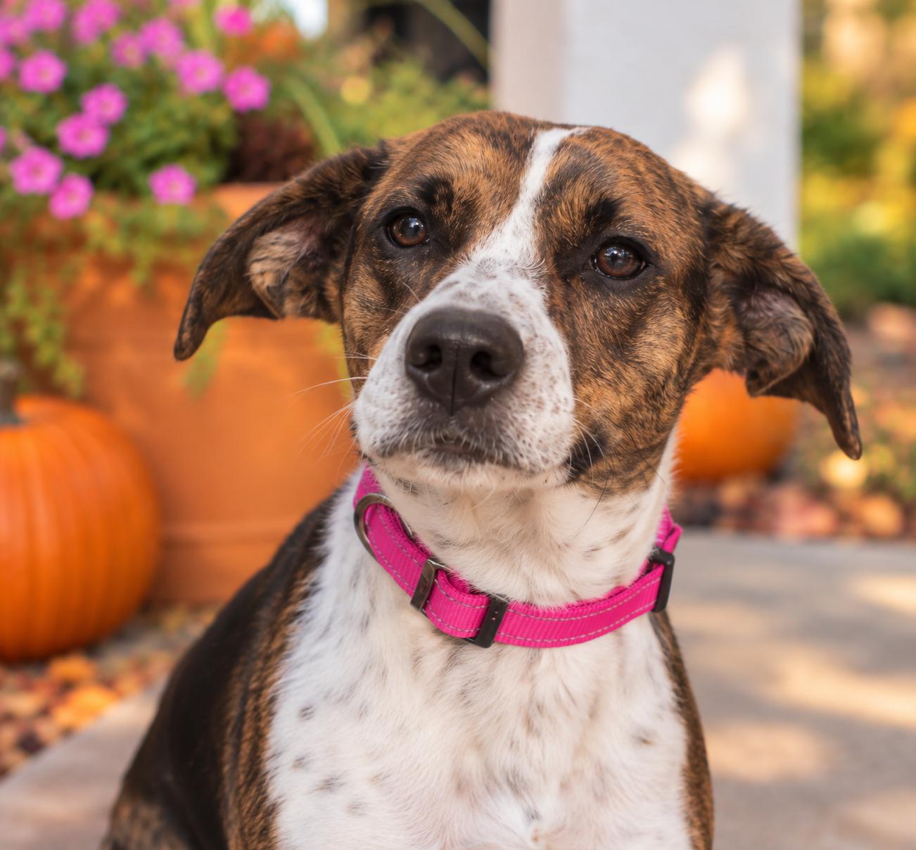 Enlarge Lucee, a Adoptable mixed breed in Mankato, MN image 3/3