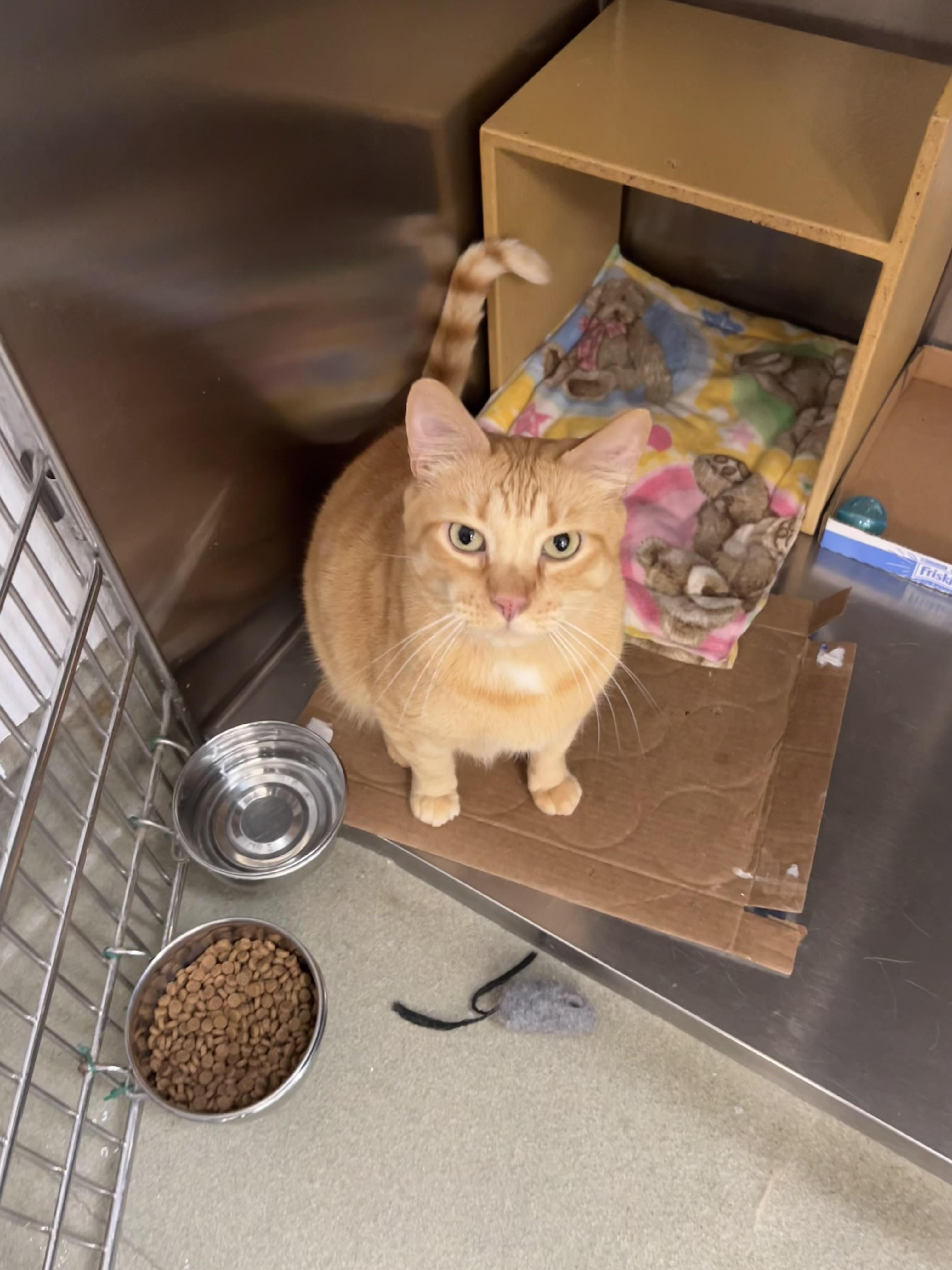 Enlarge O’Flannagan, a ADOPTABLE mixed breed in Bradenton, FL image 4/5