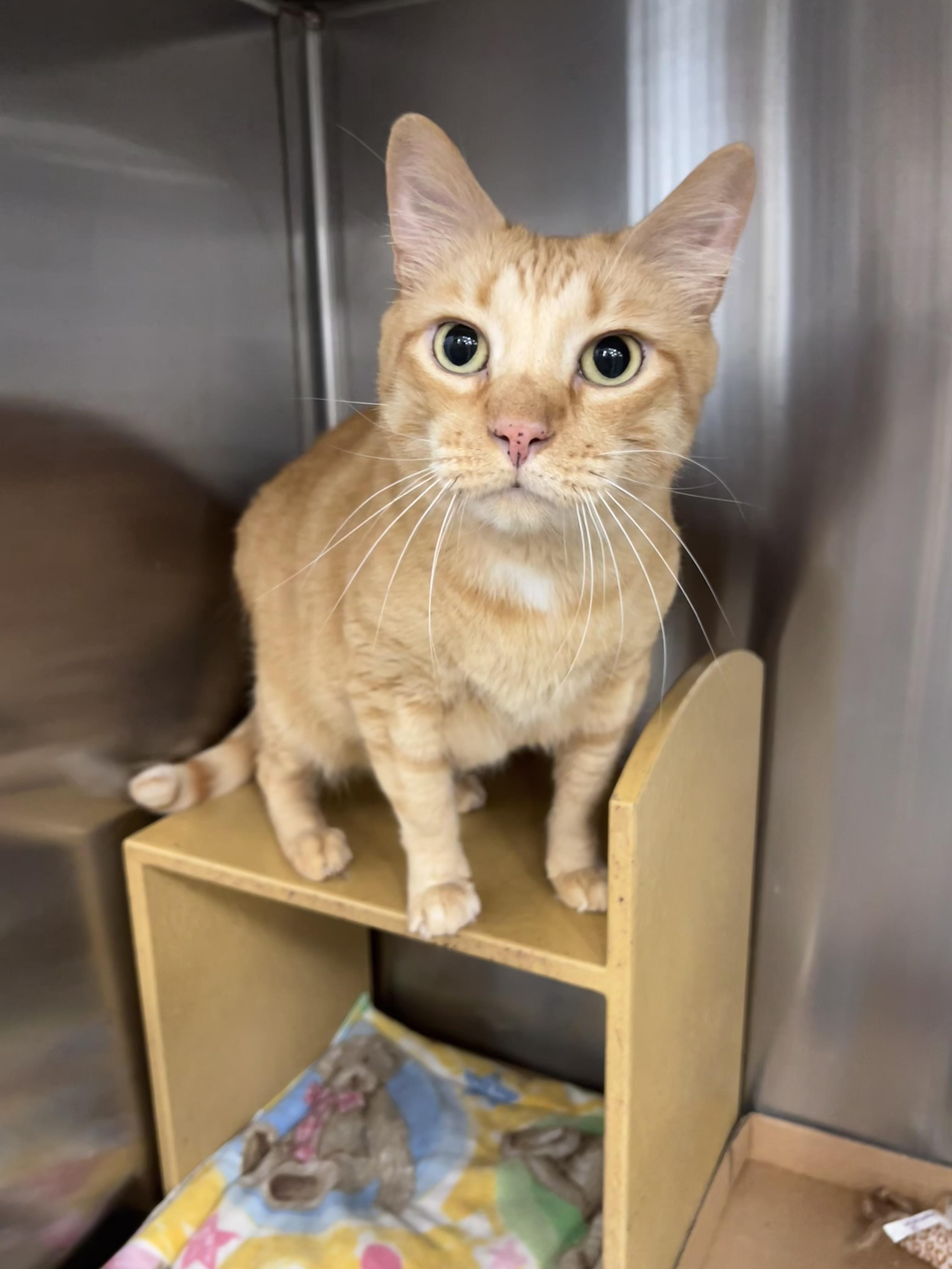 Enlarge O’Flannagan, a ADOPTABLE mixed breed in Bradenton, FL image 2/5