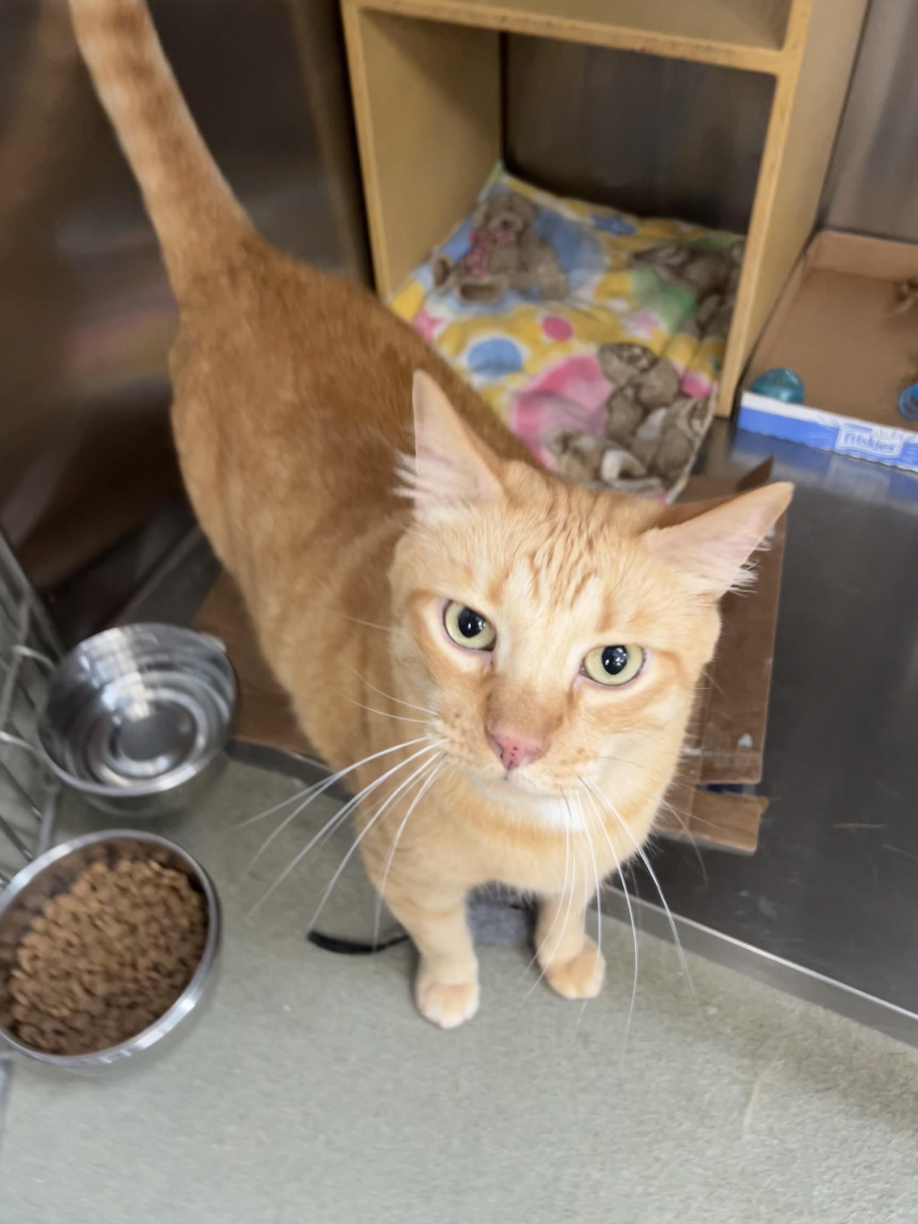 Enlarge O’Flannagan, a ADOPTABLE mixed breed in Bradenton, FL image 3/5