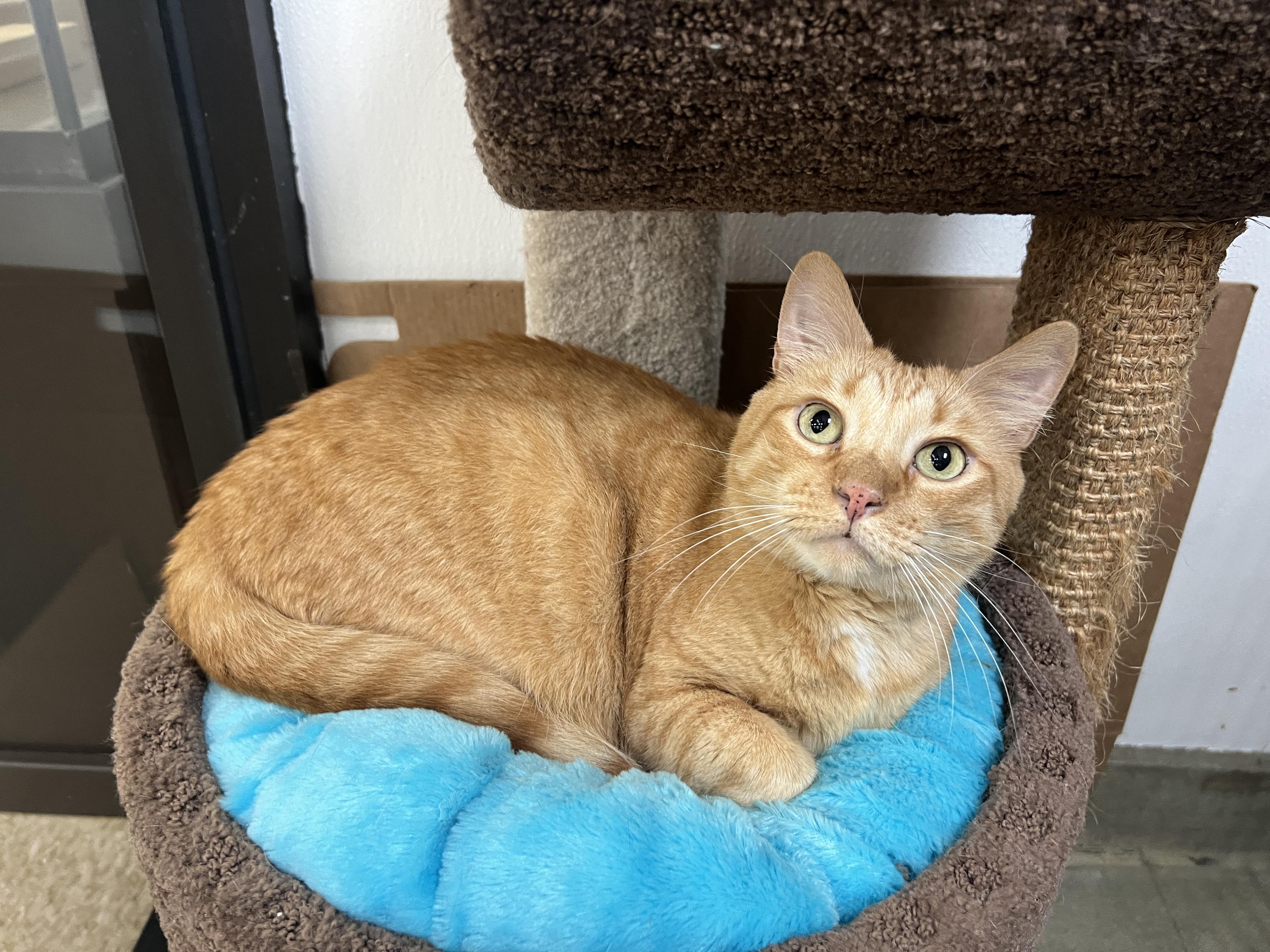 O’Flannagan, ADOPTABLE, Adult Male Tabby.