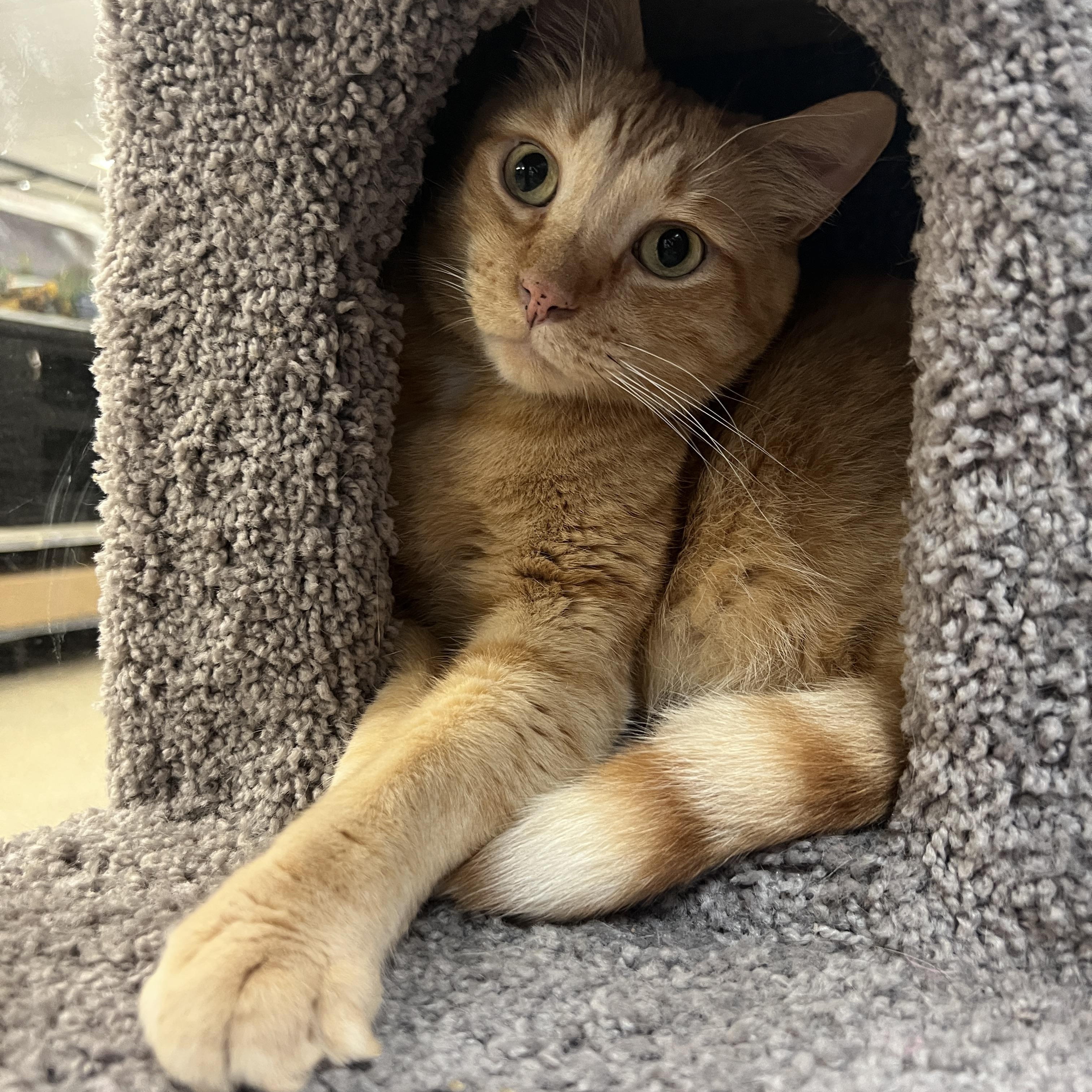 O’Flannagan, ADOPTABLE, Adult Male Tabby.