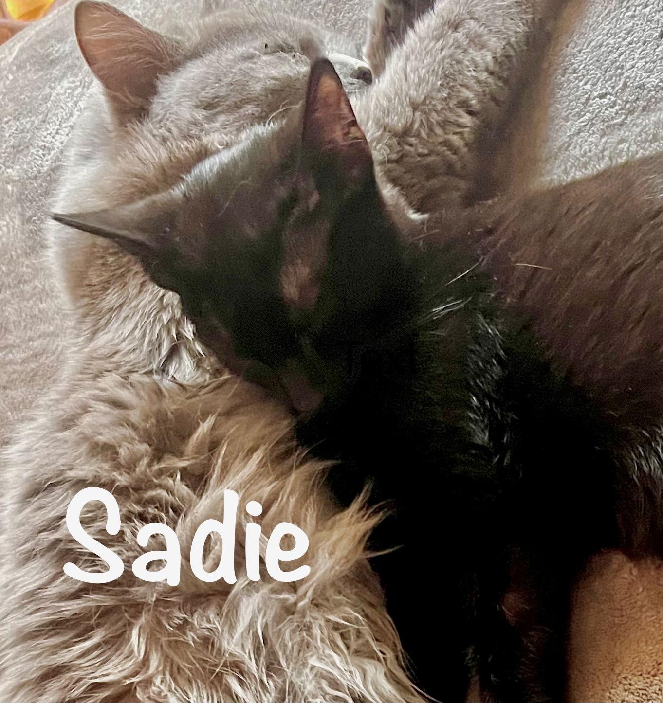 Enlarge Sadie - Bonded with Kenzi, a Adoptable Domestic Short Hair in Reston, VA image 1/3