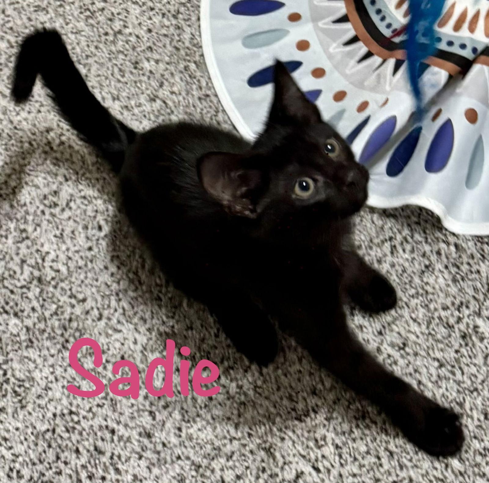 Enlarge Sadie - Bonded with Kenzi, a Adoptable Domestic Short Hair in Reston, VA image 3/3