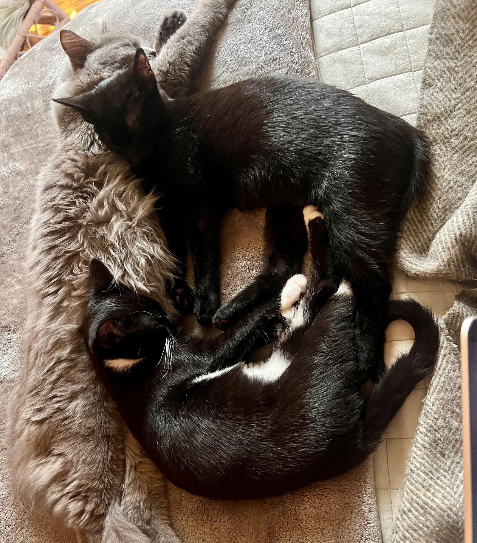 Enlarge Sadie - Bonded with Kenzi, a Adoptable Domestic Short Hair in Reston, VA image 2/3