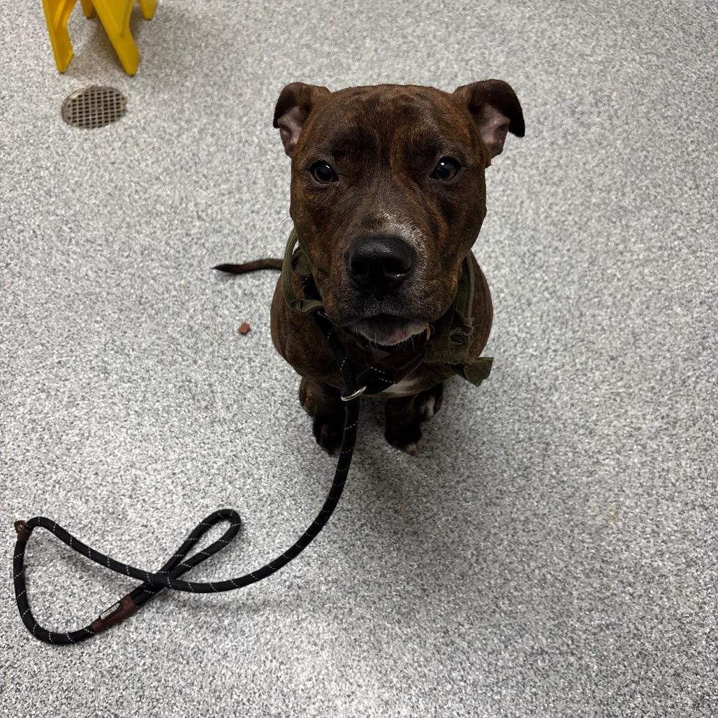 Taz, Adoptable, Adult Male Pit Bull Terrier.