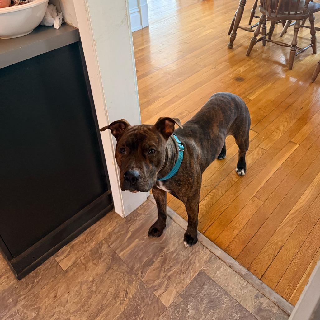 Enlarge Taz, a Adoptable Pit Bull Terrier in Grand Rapids, MI image 2/6