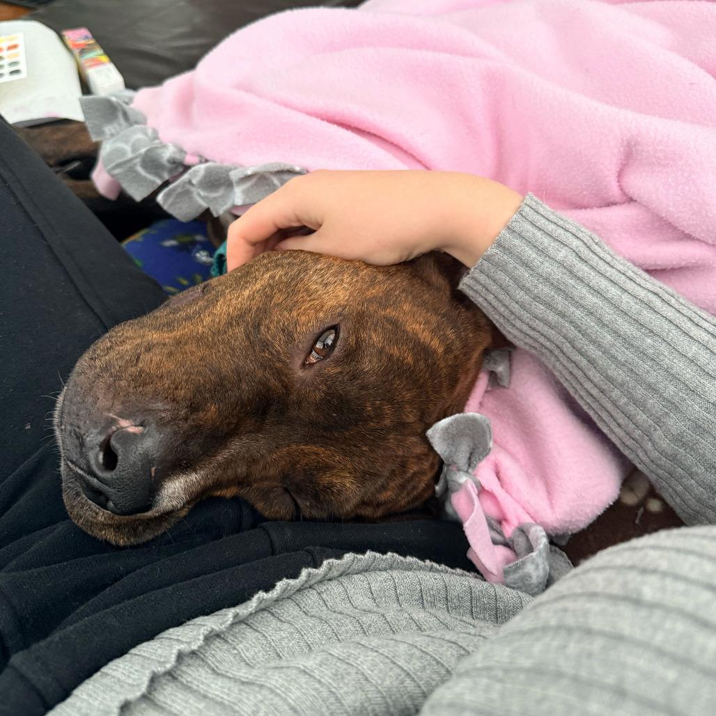 Enlarge Taz, a Adoptable Pit Bull Terrier in Grand Rapids, MI image 3/6