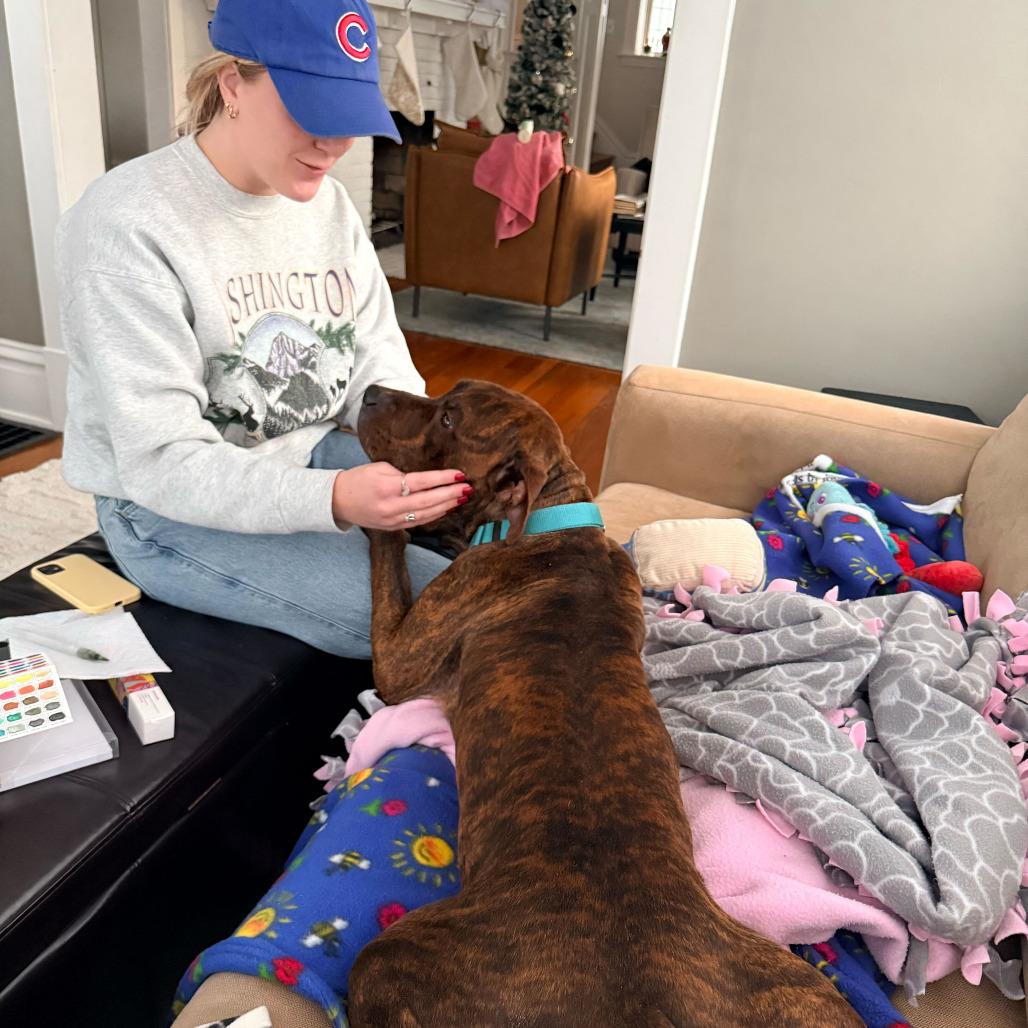 Enlarge Taz, a Adoptable Pit Bull Terrier in Grand Rapids, MI image 4/6