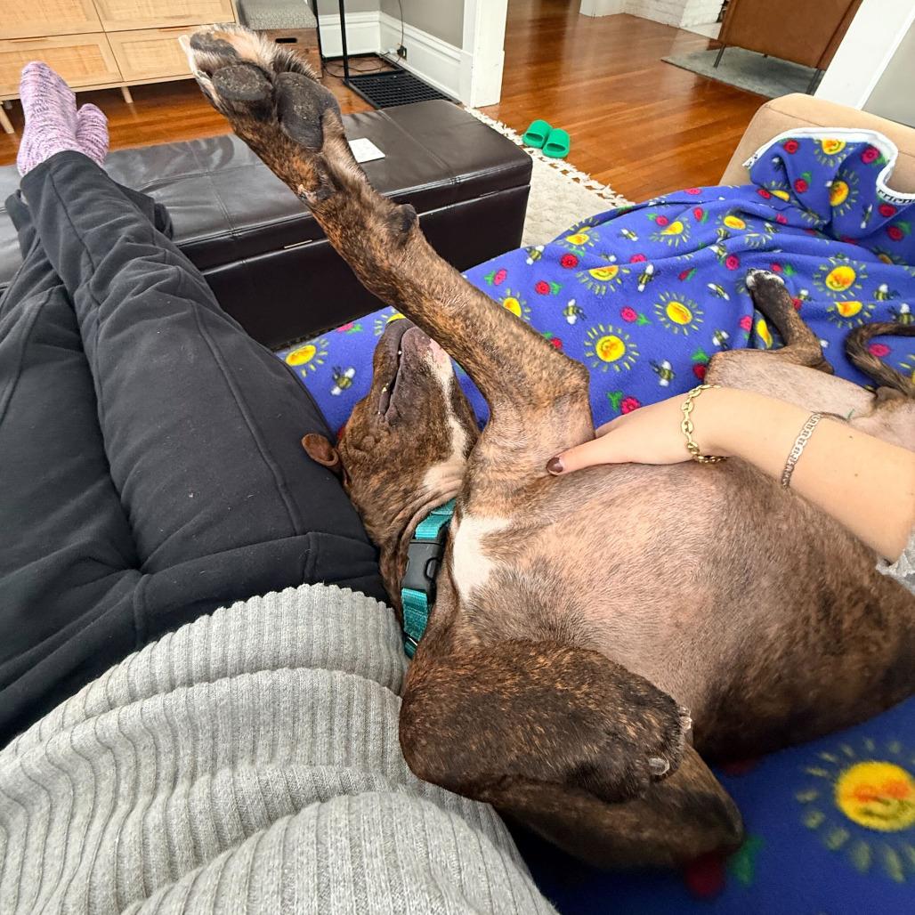 Enlarge Taz, a Adoptable Pit Bull Terrier in Grand Rapids, MI image 5/6