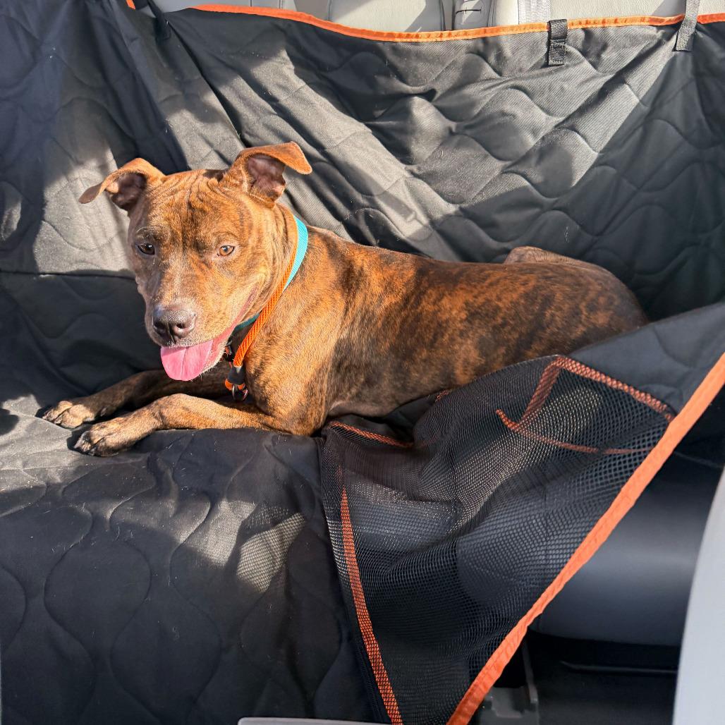 Enlarge Taz, a Adoptable Pit Bull Terrier in Grand Rapids, MI image 6/6