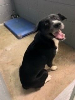 Walter D2023037, Adopted, Adult Male Australian Shepherd & Labrador Retriever.