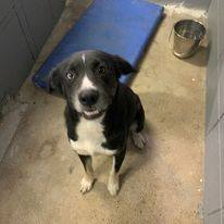 Enlarge Walter D2023037, a Adopted mixed breed in Prichard, AL image 2/4