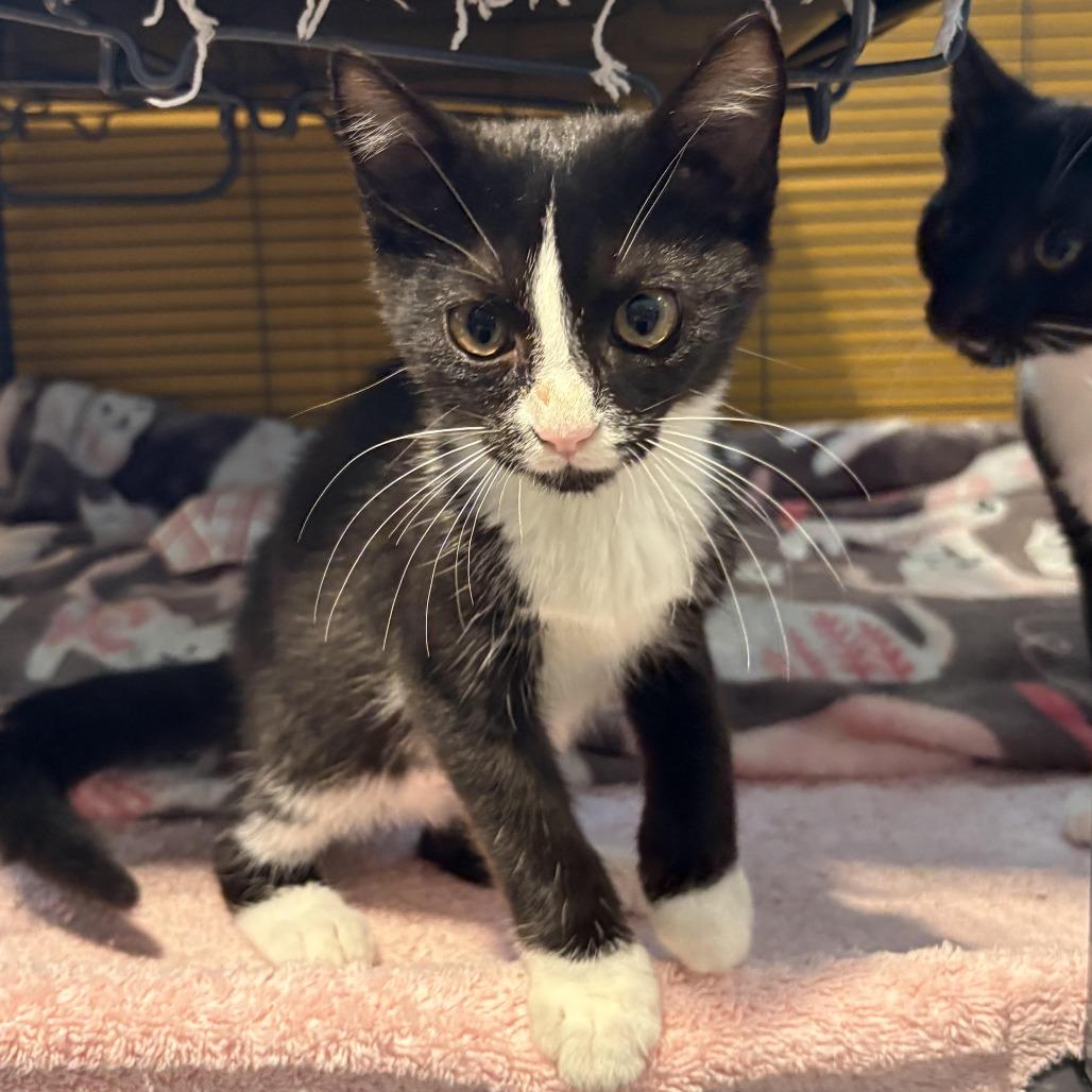 Jinx, Adoptable, Kitten Male Domestic Short Hair.