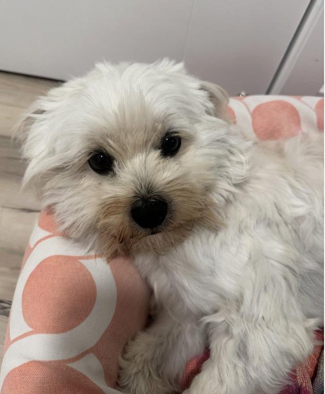 Enlarge Mojo, an adopted Maltipoo in Davis, CA image 2/6