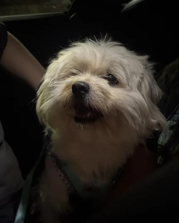 Enlarge Mojo, an adopted Maltipoo in Davis, CA image 6/6