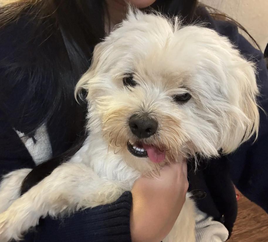 Enlarge Mojo, an adopted Maltipoo in Davis, CA image 4/6
