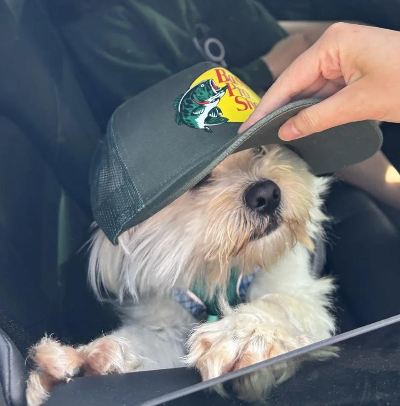 Enlarge Mojo, an adopted Maltipoo in Davis, CA image 3/6