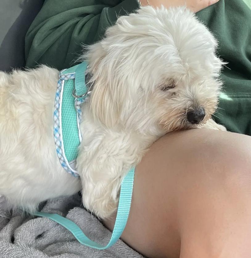 Enlarge Mojo, an adopted Maltipoo in Davis, CA image 5/6