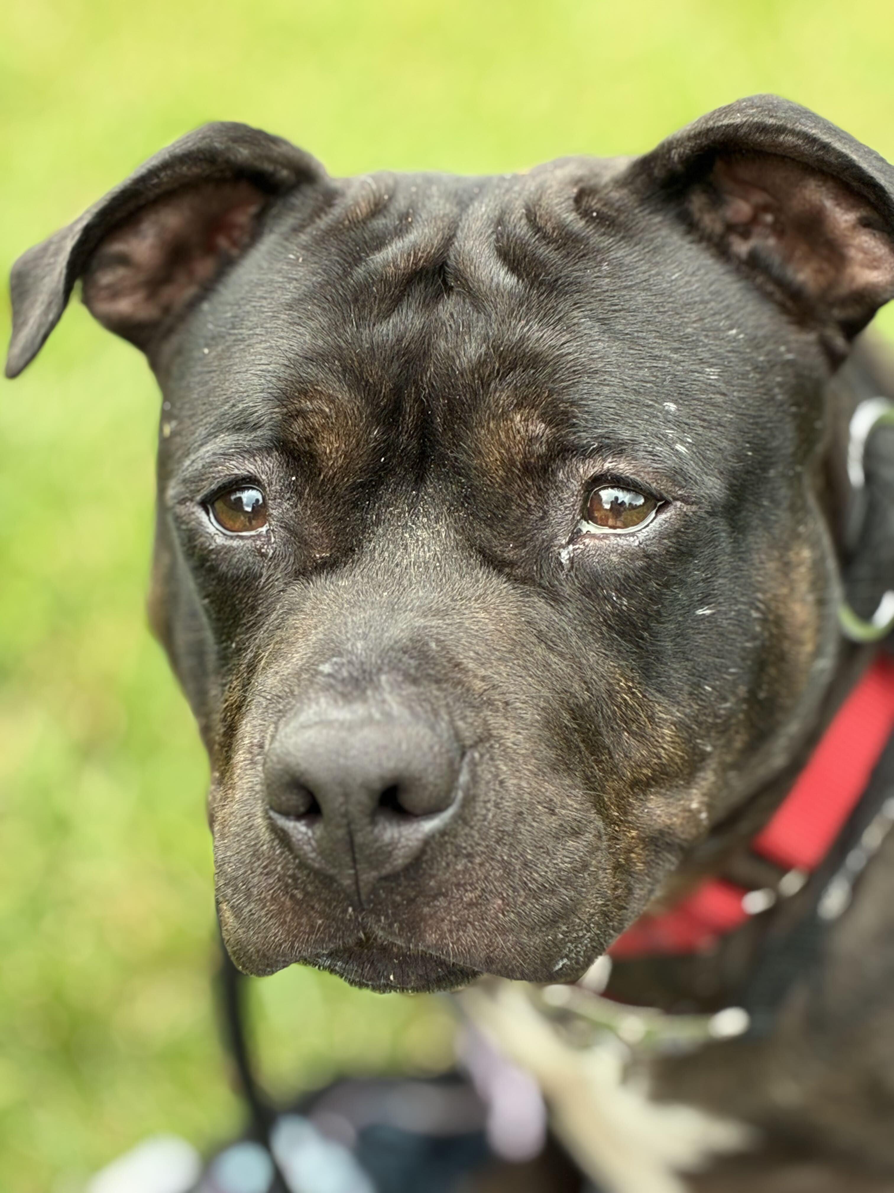Enlarge Alice, a Adoptable mixed breed in Belleville, MI image 2/6