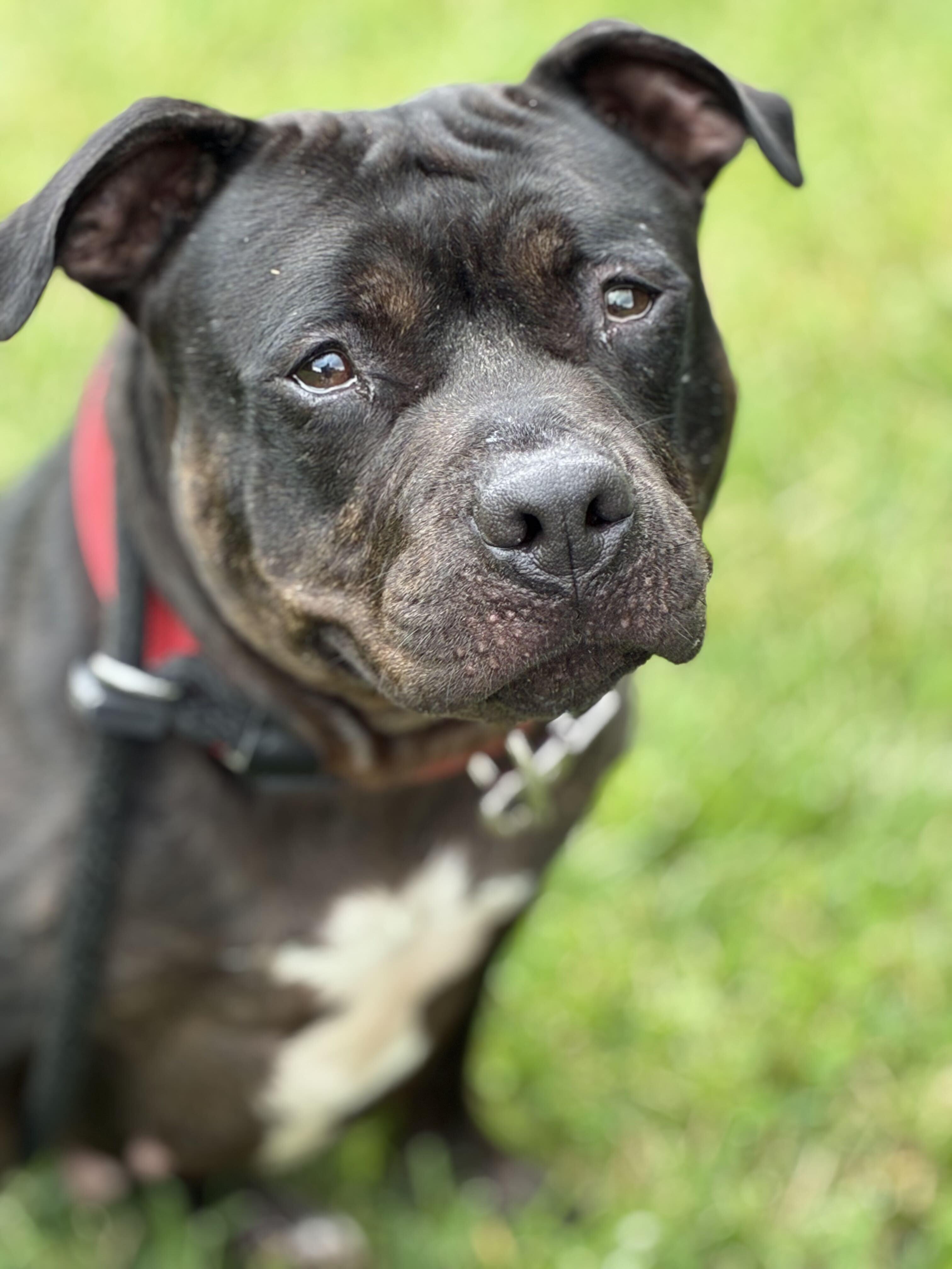 Alice, Adoptable, Adult Female Mixed Breed.