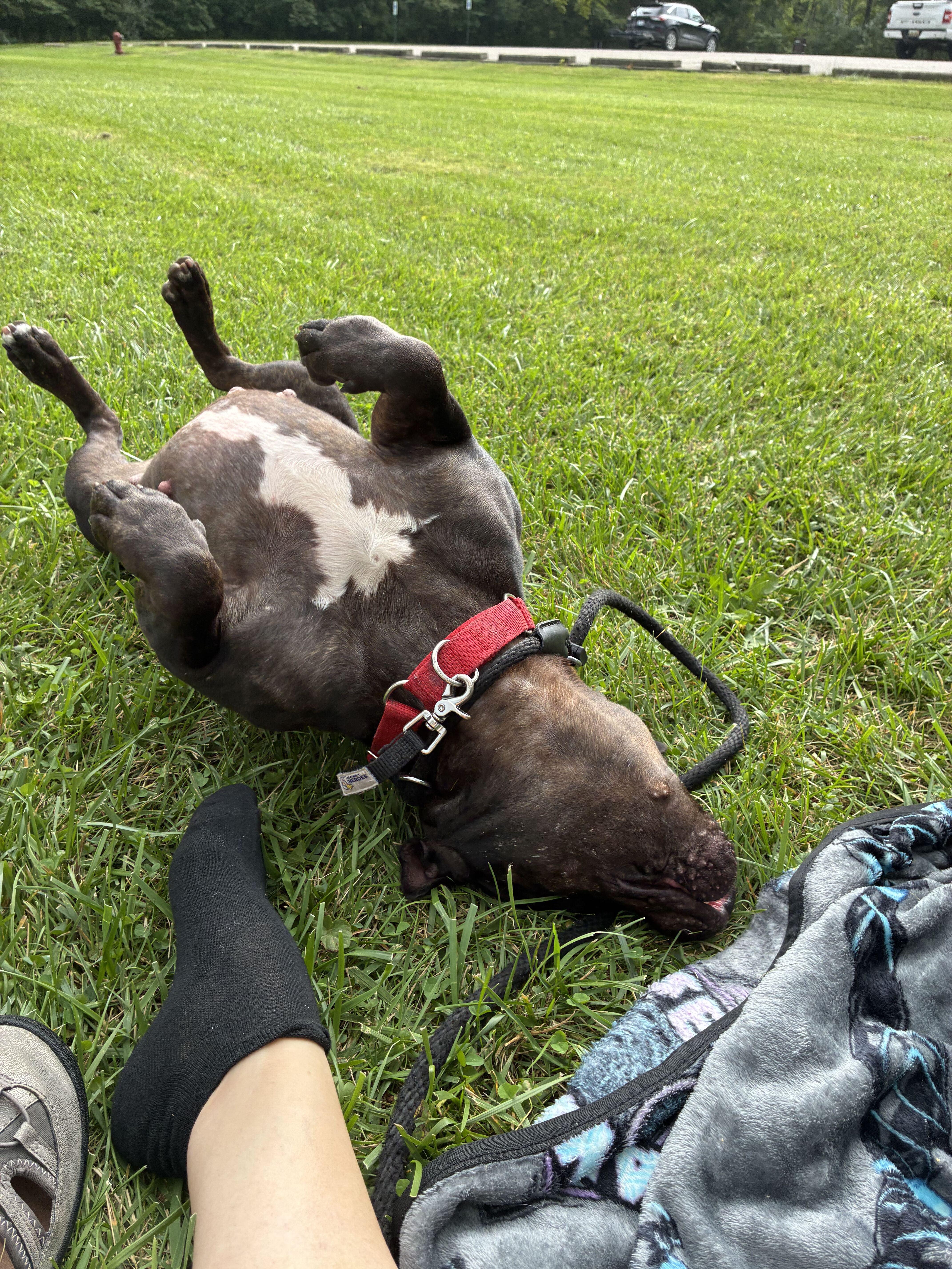 Enlarge Alice, a Adoptable mixed breed in Belleville, MI image 3/6
